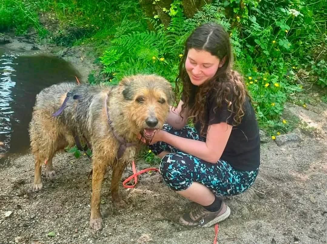 Kim, female senior Mixed Breed for adoption at Hundehoffnung-Berlin