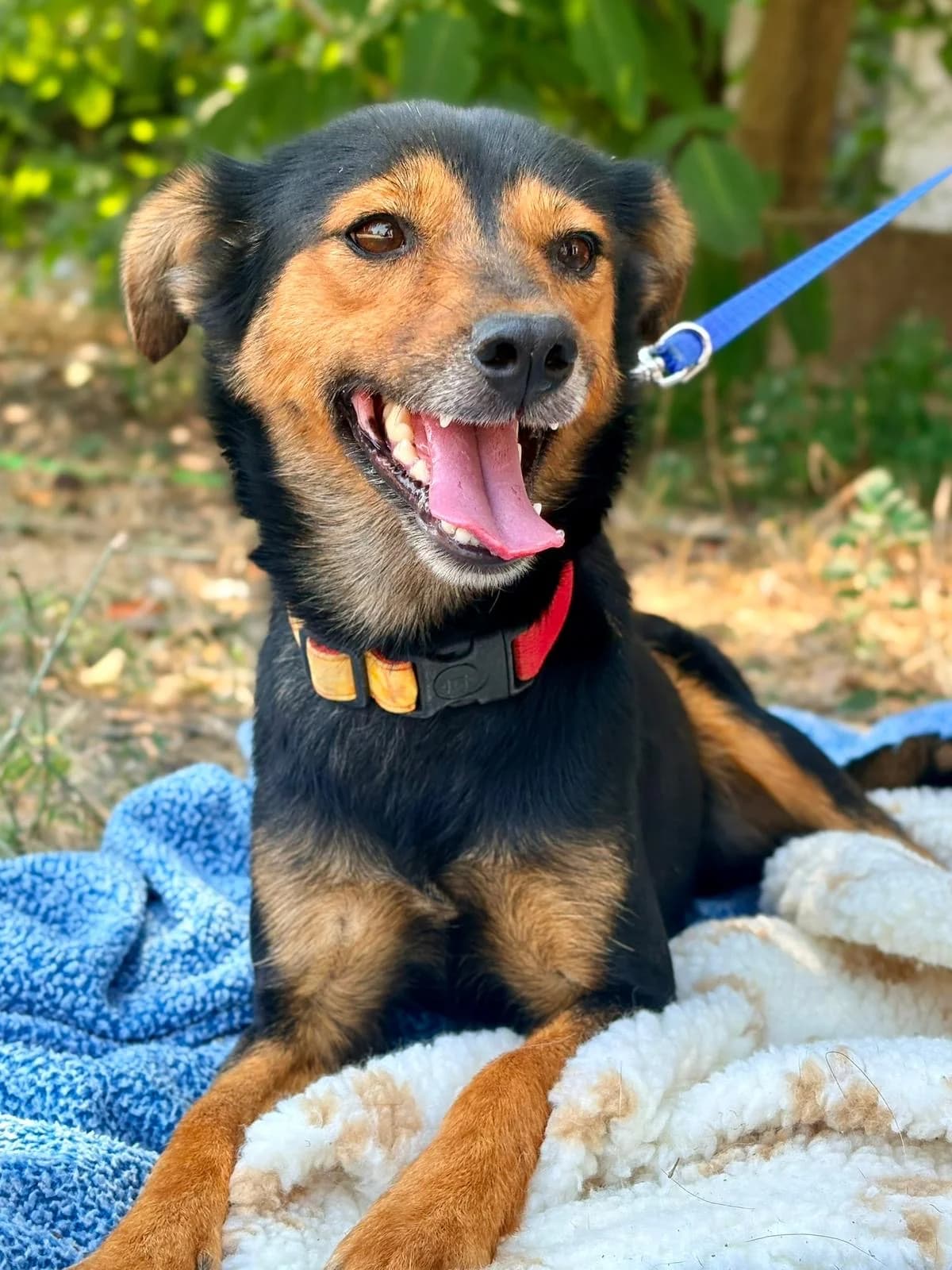 Doni, male 5yo Mixed Breed for adoption at Hundehoffnung-Berlin