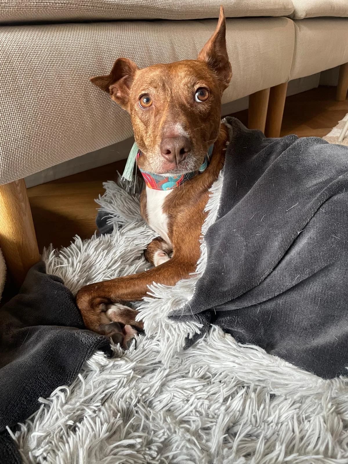 Brownie2, male 5yo Mixed Breed for adoption at Hundehoffnung-Berlin