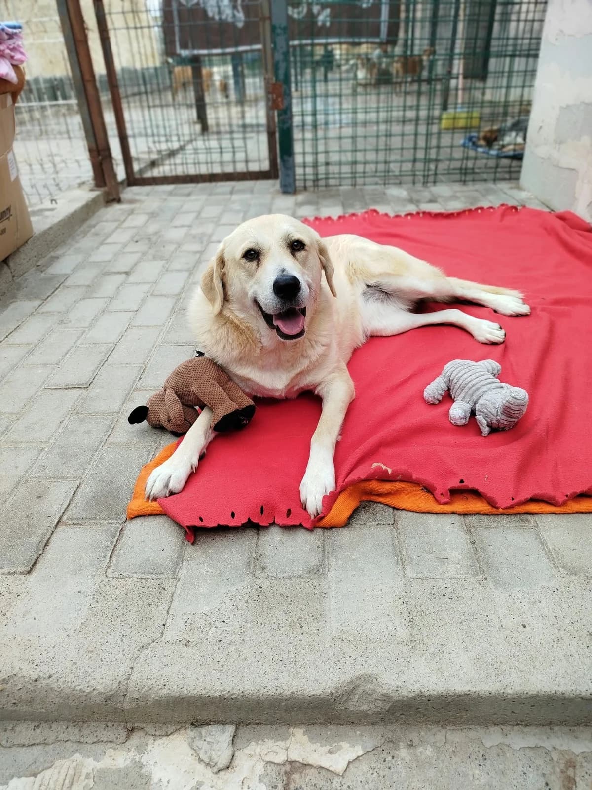 Nova, female 5yo Mixed Breed for adoption at Hundehoffnung-Berlin
