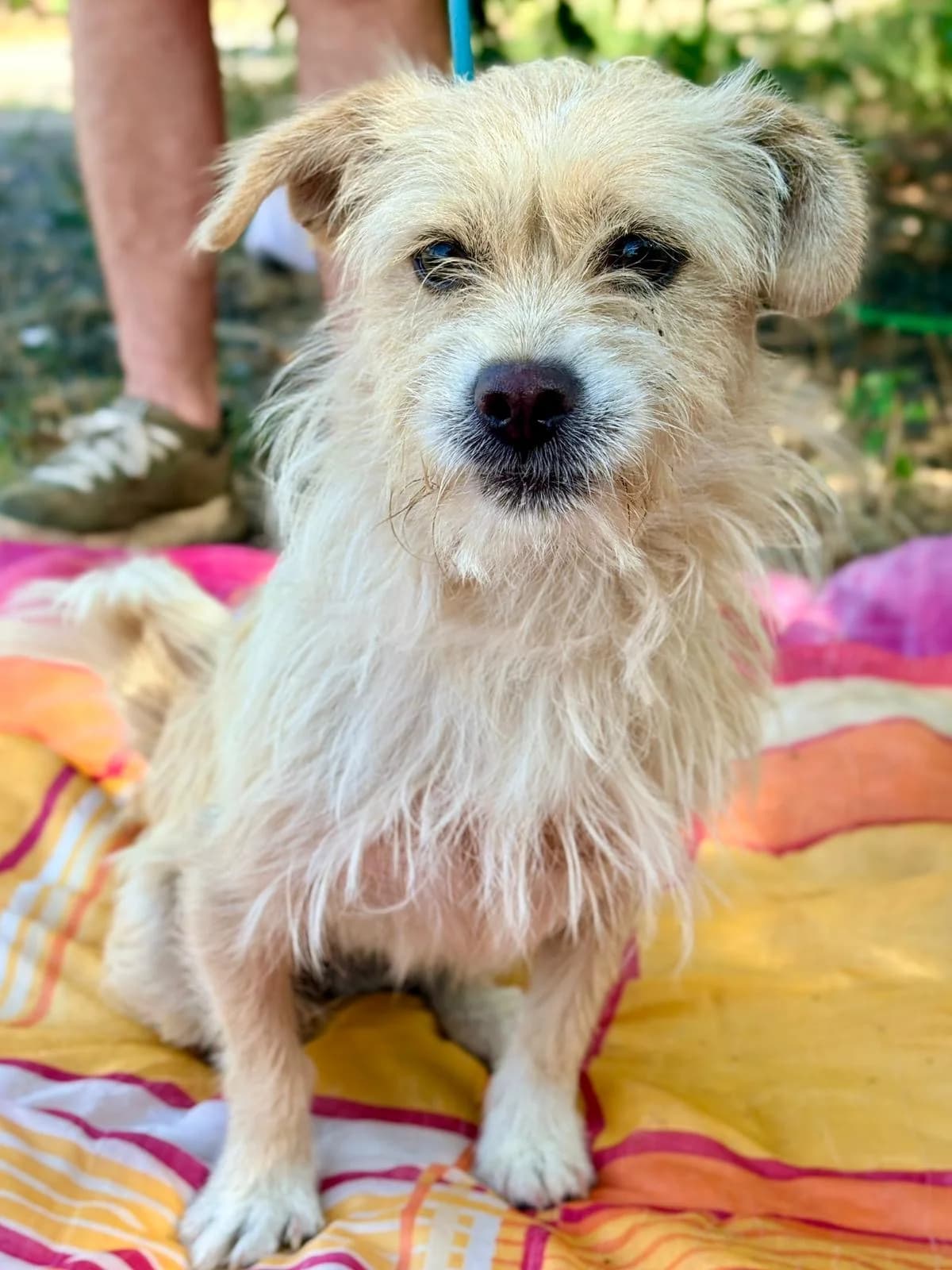 Mina, female 4yo Mixed Breed for adoption at Hundehoffnung-Berlin