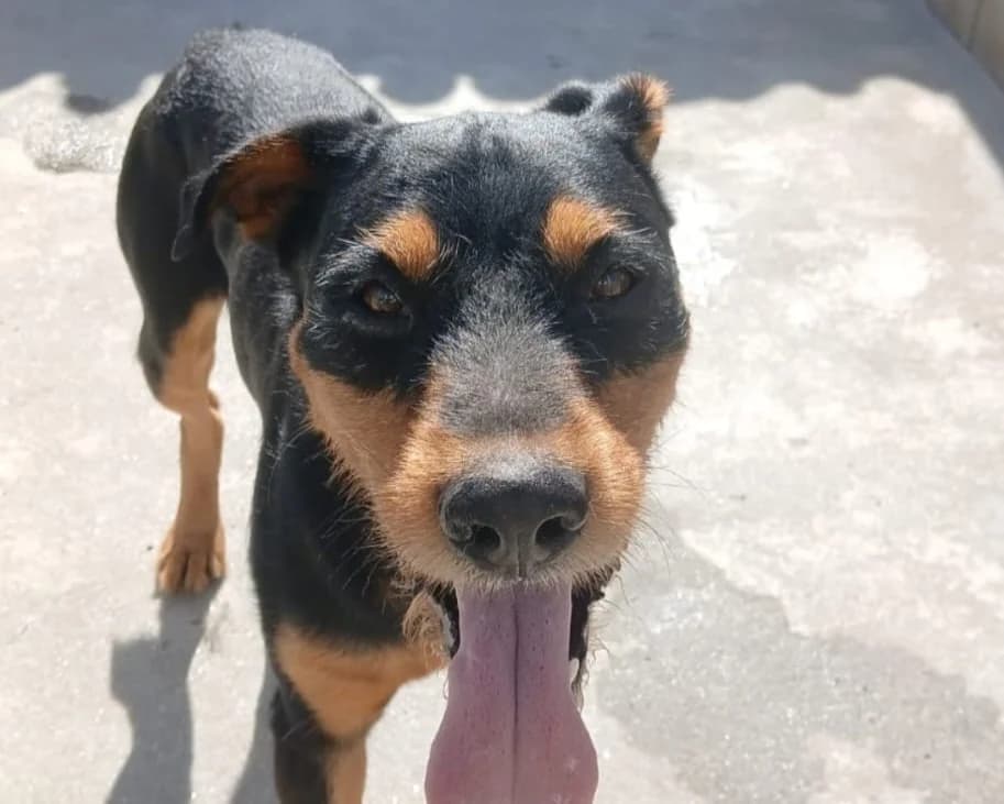 Trasto, male 6yo Mixed Breed for adoption at Hundehoffnung-Berlin