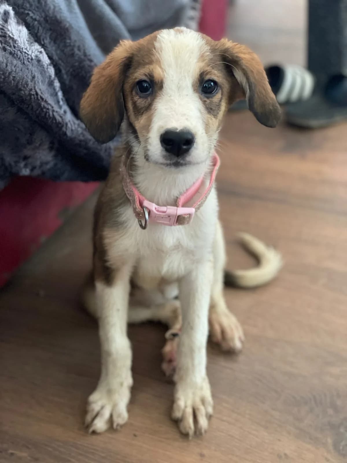 Nala, female puppy Labrador Retriever for adoption at Hundehoffnung-Berlin