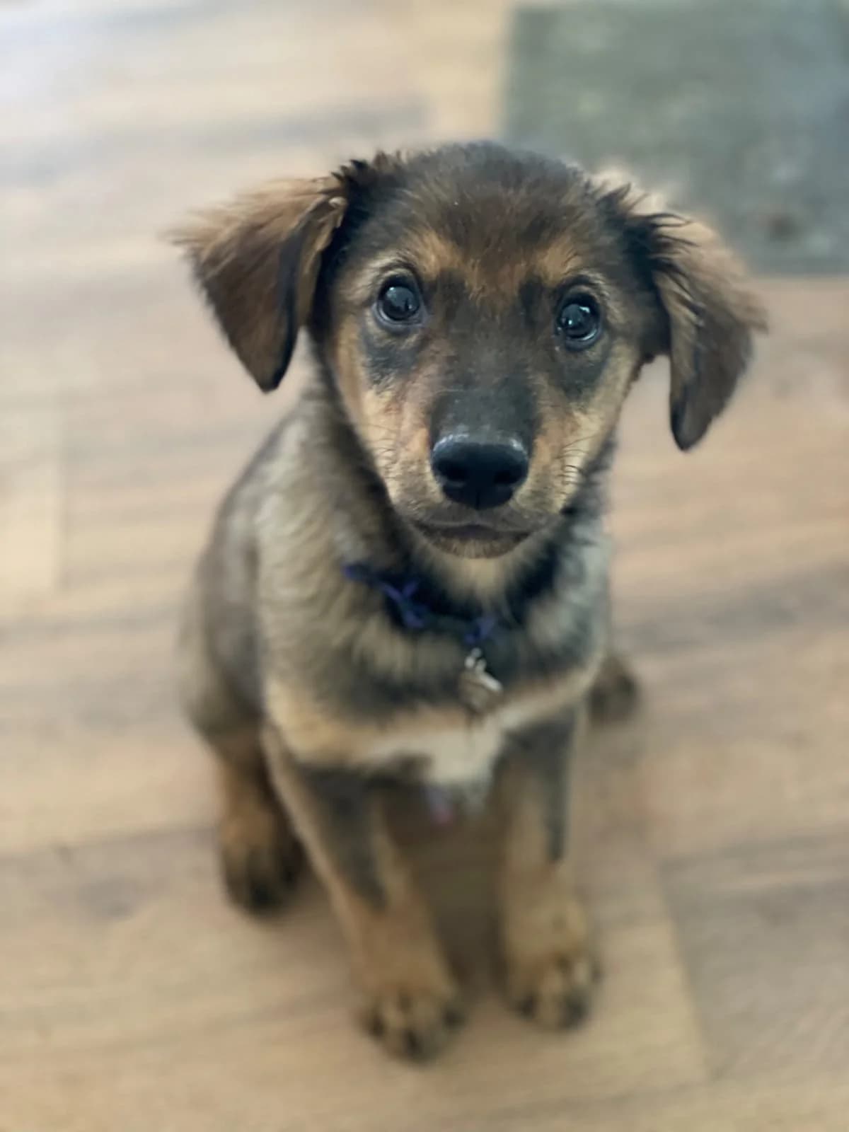 Vivian, female puppy Mixed Breed for adoption at Hundehoffnung-Berlin