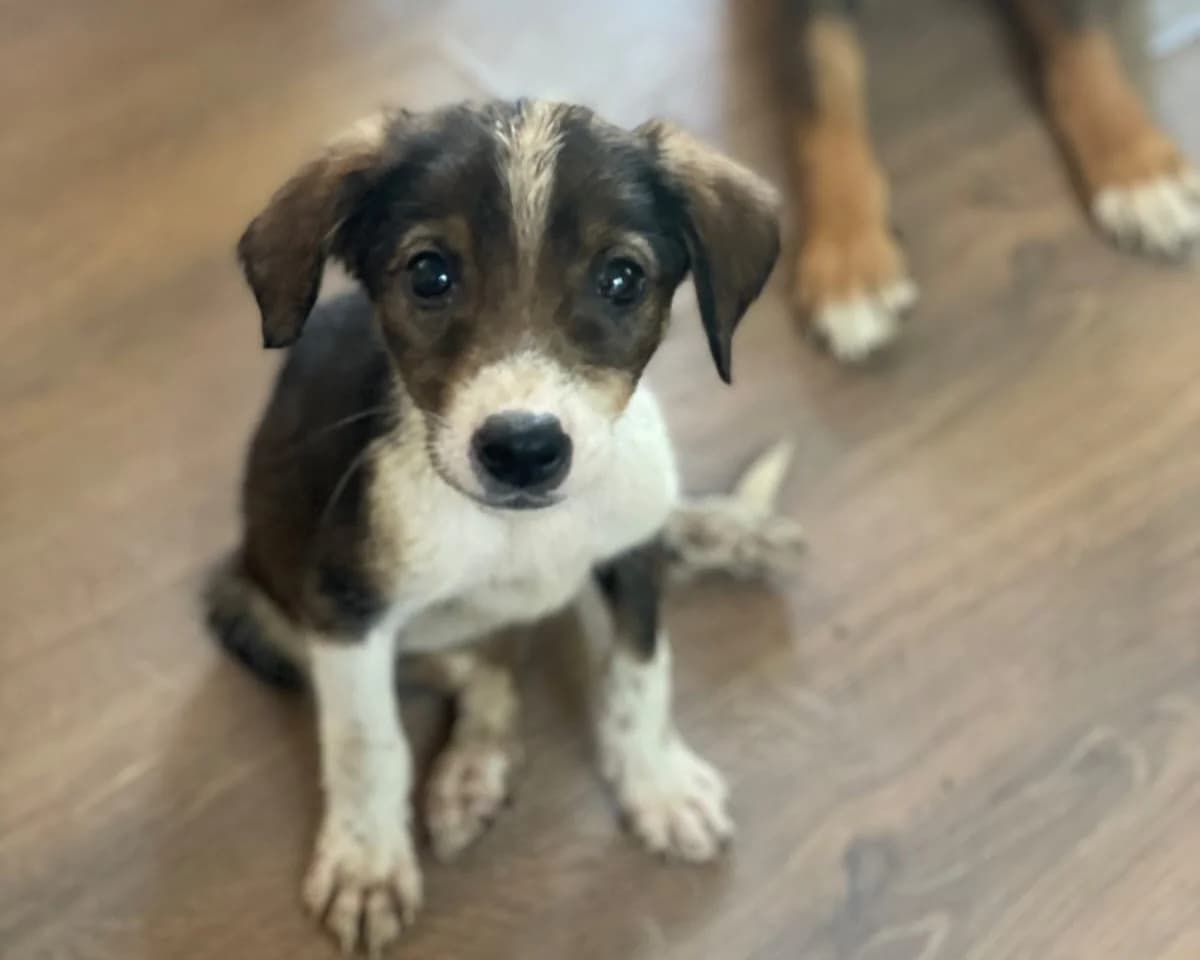 Elsa, female puppy Labrador Retriever for adoption at Hundehoffnung-Berlin