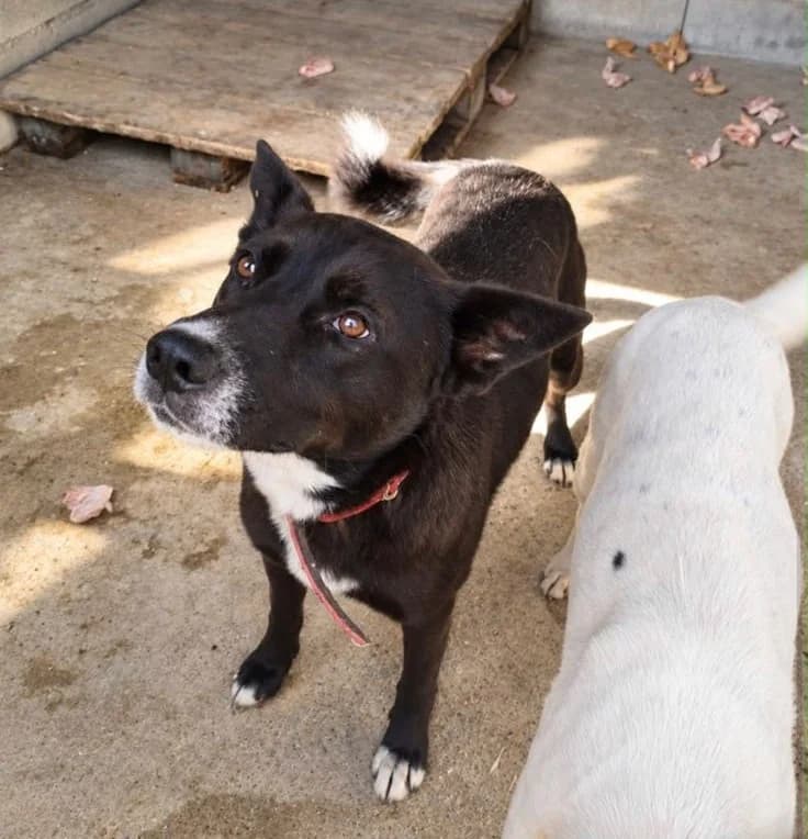 Rojo, male 6yo Mixed Breed for adoption at Hundehoffnung-Berlin