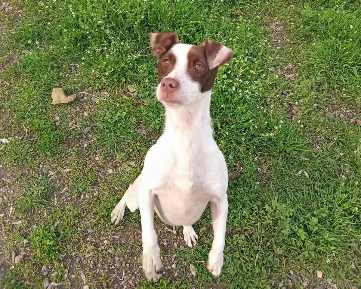 Finn, male 5yo Mixed Breed for adoption at Hundehoffnung-Berlin