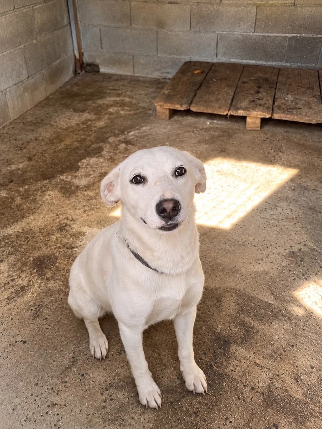 Puchi, male 7yo Mixed Breed for adoption at Hundehoffnung-Berlin