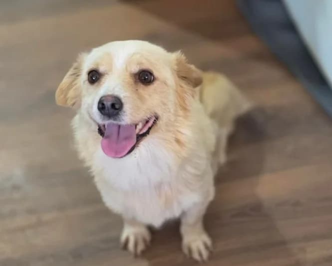 Lilia, female 3yo Havanese for adoption at Hundehoffnung-Berlin