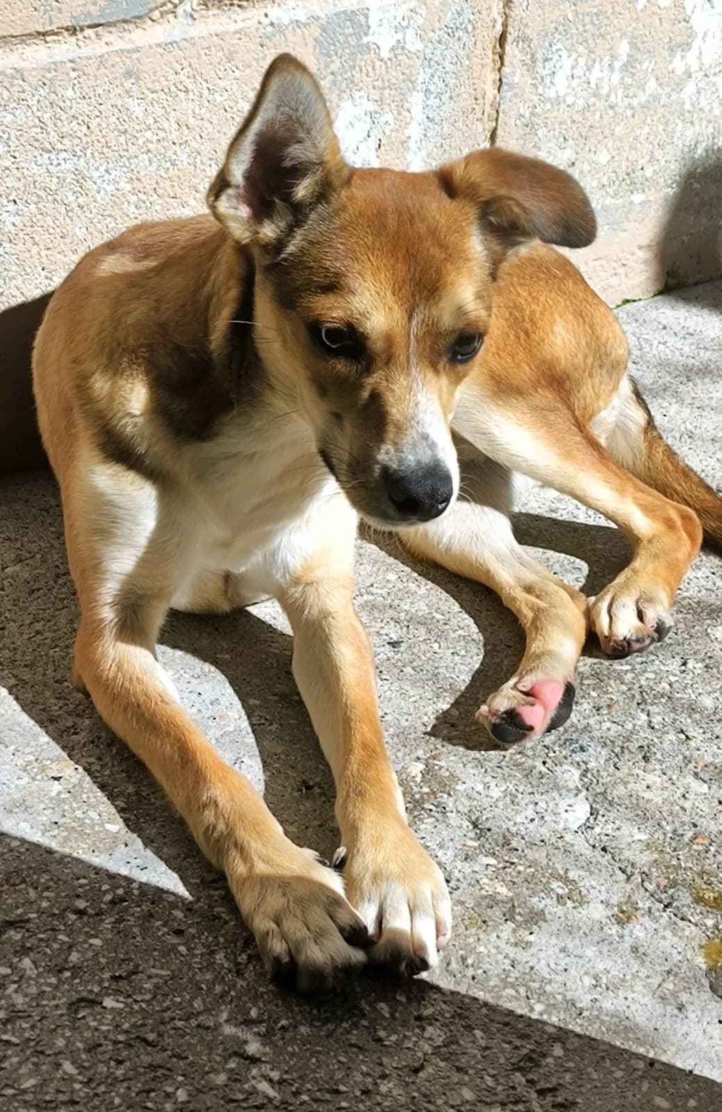 Canelo, male young Mixed Breed for adoption at Hundehoffnung-Berlin