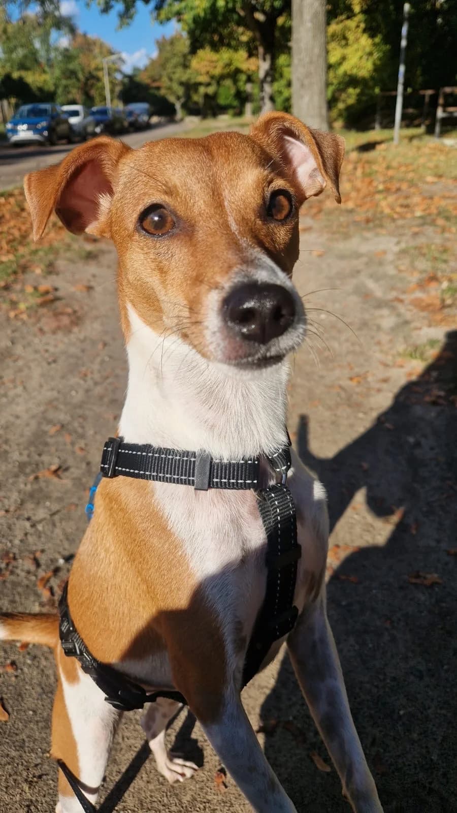 Sandra, female young Mixed Breed for adoption at Hundehoffnung-Berlin