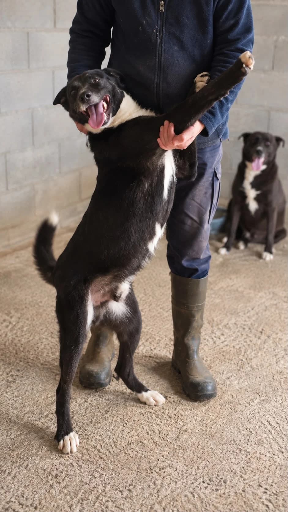 Azul, male 5yo Mixed Breed for adoption at Hundehoffnung-Berlin
