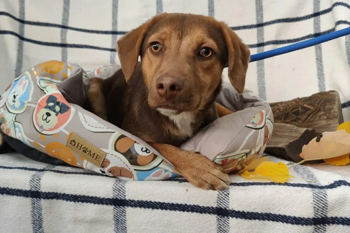Kori, weiß male puppy Mixed Breed for adoption at Hundehoffnung-Berlin