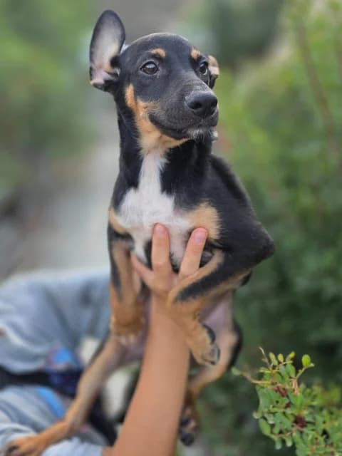 Alex, Mixed Breed for adoption at Hundeliebe Grenzenlos e.V.