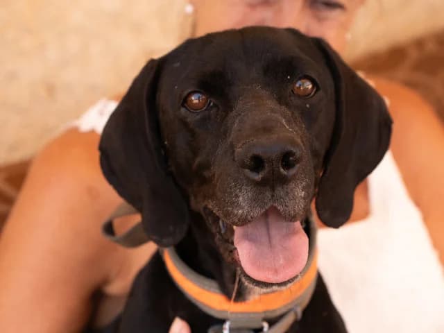 Aris, Mixed Breed for adoption at Hundeliebe Grenzenlos e.V.
