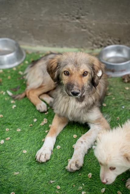Aron, Mixed Breed for adoption at Hundeliebe Grenzenlos e.V.
