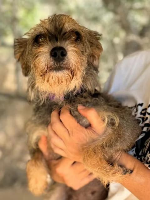 Ava, puppy Mixed Breed for adoption at Hundeliebe Grenzenlos e.V.