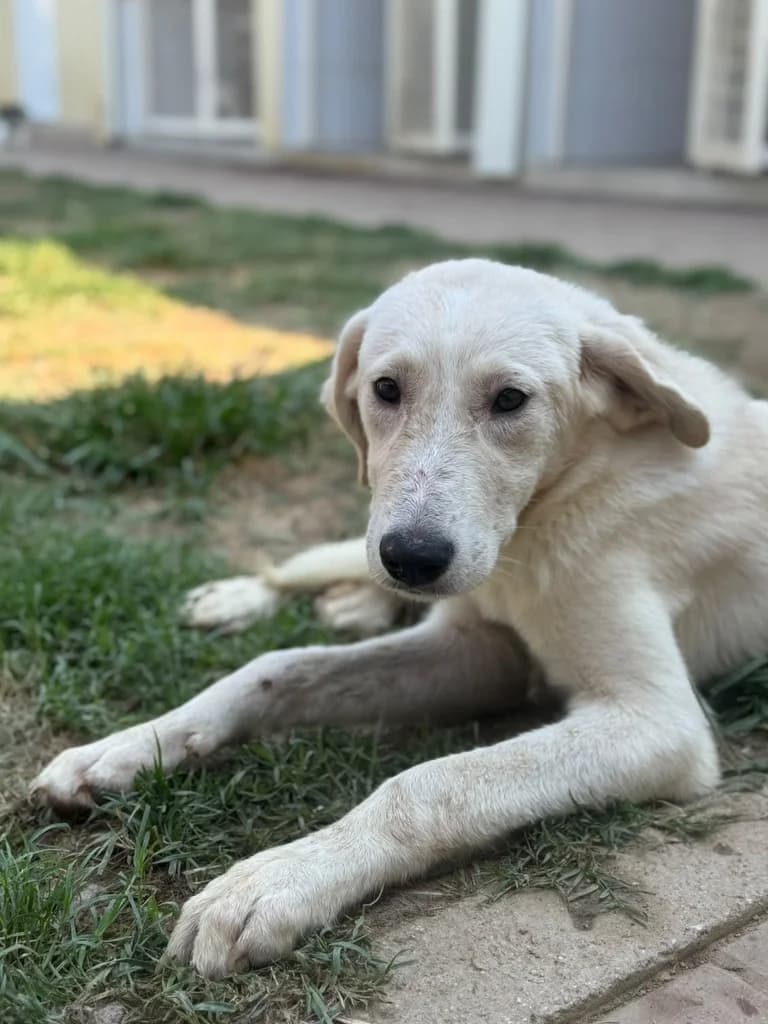 Banoffee, Mixed Breed for adoption at Hundeliebe Grenzenlos e.V.