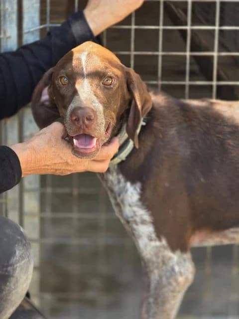 Ben, Mixed Breed for adoption at Hundeliebe Grenzenlos e.V.