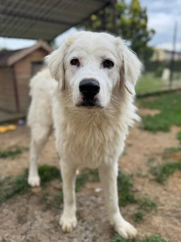 Benny, puppy Mixed Breed for adoption at Hundeliebe Grenzenlos e.V.