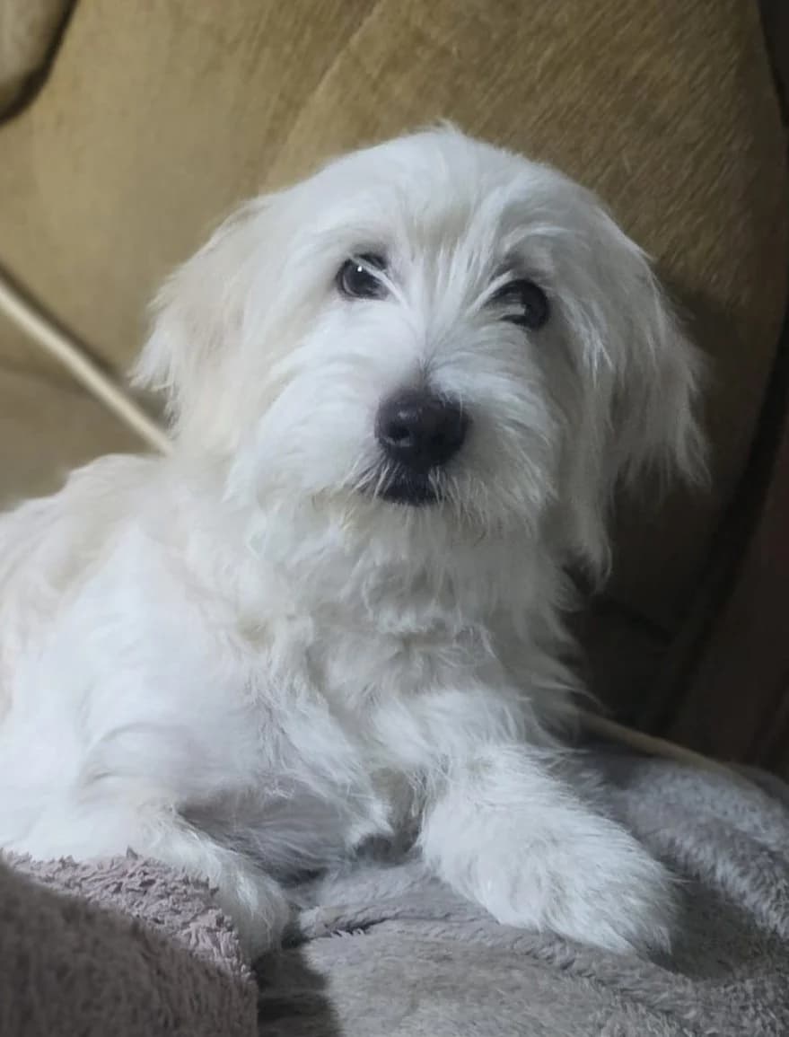 Benny, puppy Mixed Breed for adoption at Hundeliebe Grenzenlos e.V.