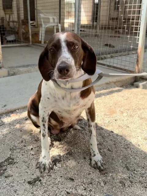 Bianca, puppy Mixed Breed for adoption at Hundeliebe Grenzenlos e.V.