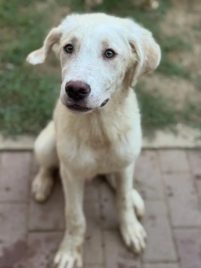 Biscuit, Mixed Breed for adoption at Hundeliebe Grenzenlos e.V.