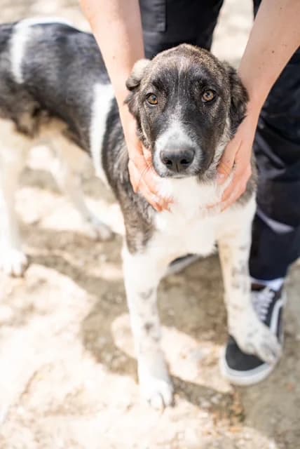 Boban, young Mixed Breed for adoption at Hundeliebe Grenzenlos e.V.
