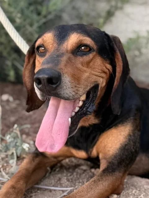 Bonito, puppy Mixed Breed for adoption at Hundeliebe Grenzenlos e.V.