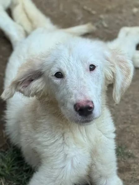 Bounty, Mixed Breed for adoption at Hundeliebe Grenzenlos e.V.