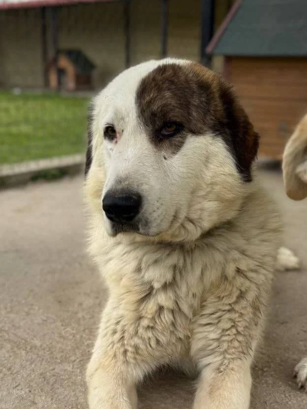 Bruno, Mixed Breed for adoption at Hundeliebe Grenzenlos e.V.