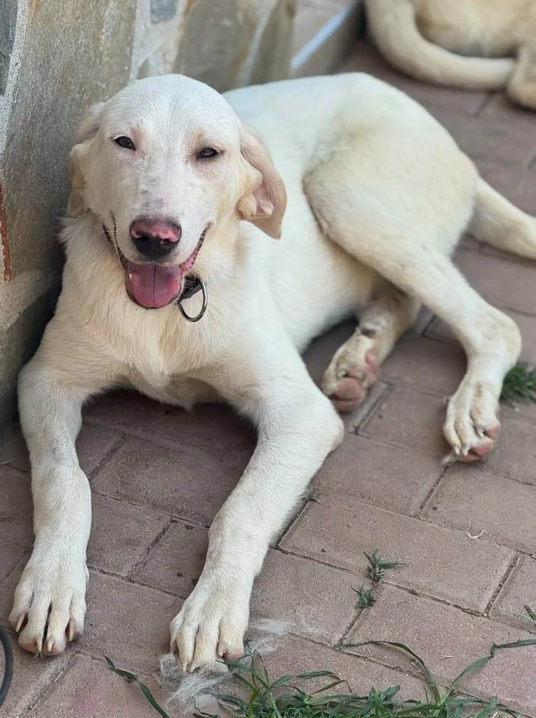 Bueno, Mixed Breed for adoption at Hundeliebe Grenzenlos e.V.