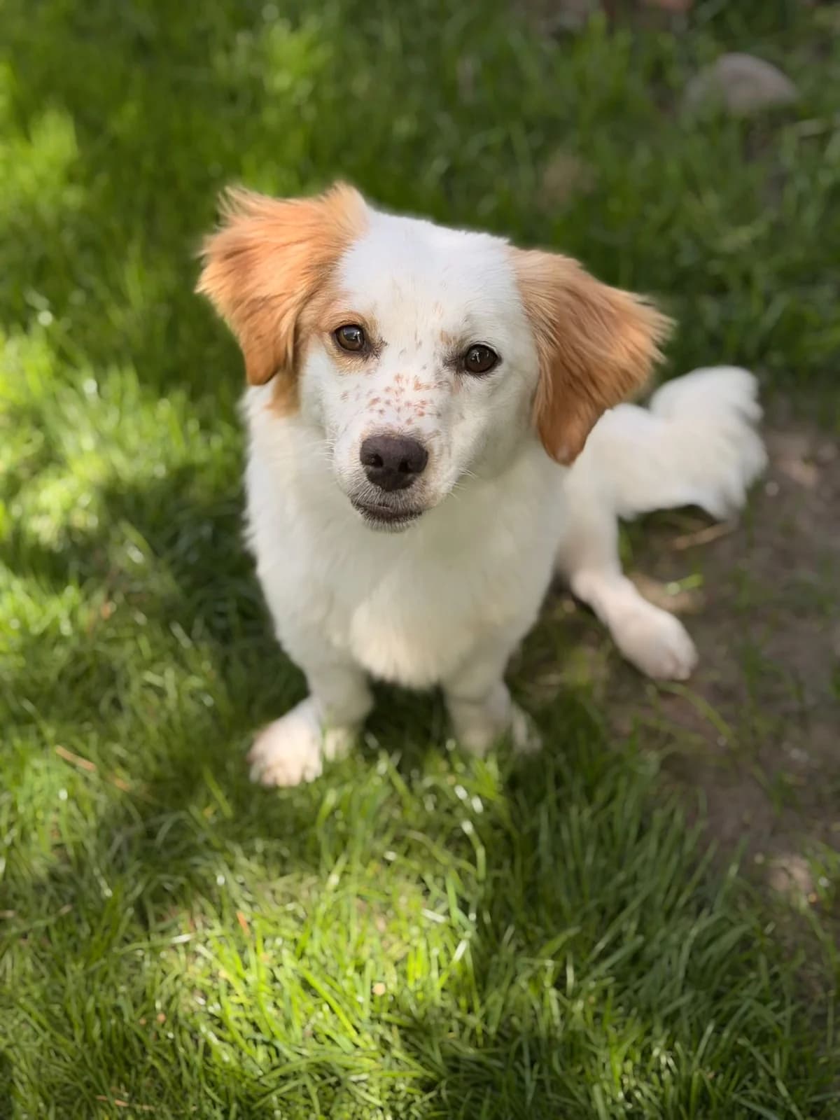 Butterfly, Mixed Breed for adoption at Hundeliebe Grenzenlos e.V.