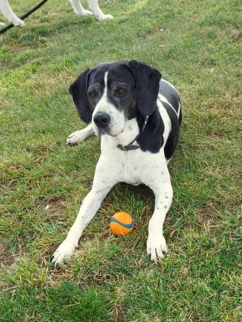 Cassie, Mixed Breed for adoption at Hundeliebe Grenzenlos e.V.