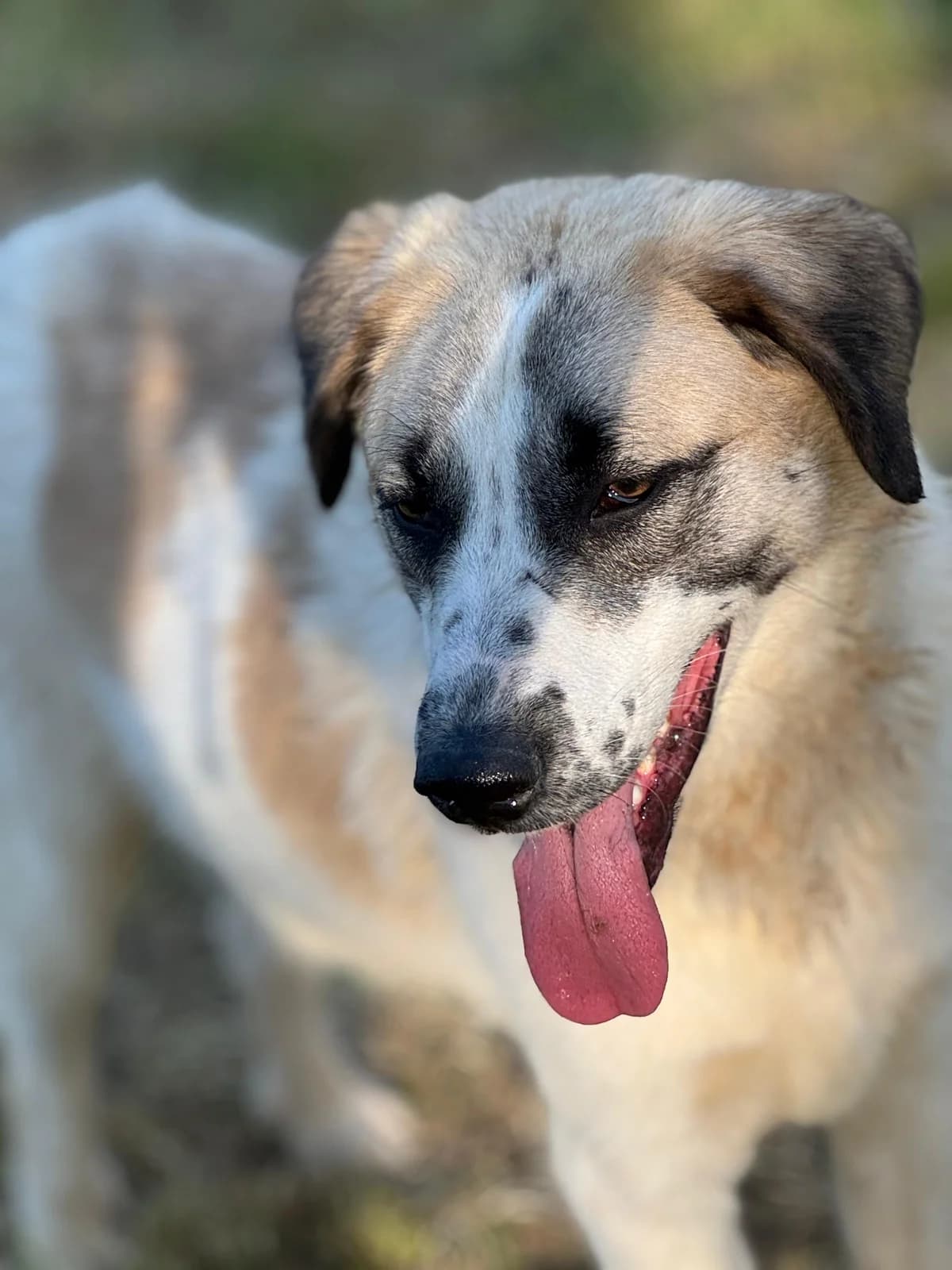 Chapo, puppy Mixed Breed for adoption at Hundeliebe Grenzenlos e.V.