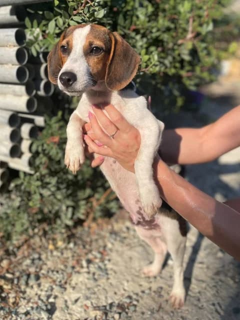 Chip, puppy Mixed Breed for adoption at Hundeliebe Grenzenlos e.V.