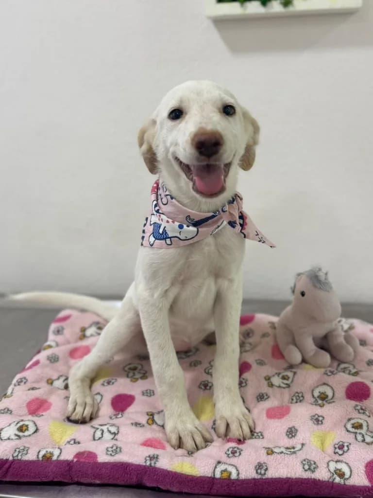 Cosette, Mixed Breed for adoption at Hundeliebe Grenzenlos e.V.