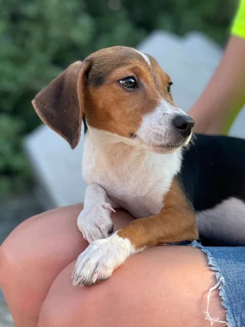 Dale, puppy Mixed Breed for adoption at Hundeliebe Grenzenlos e.V.
