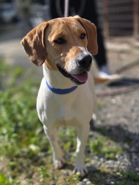 Diana, senior Mixed Breed for adoption at Hundeliebe Grenzenlos e.V.