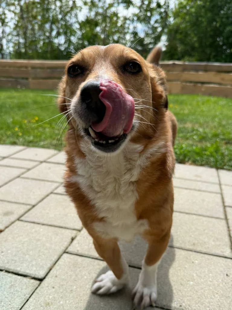 Emche, Mixed Breed for adoption at Hundeliebe Grenzenlos e.V.