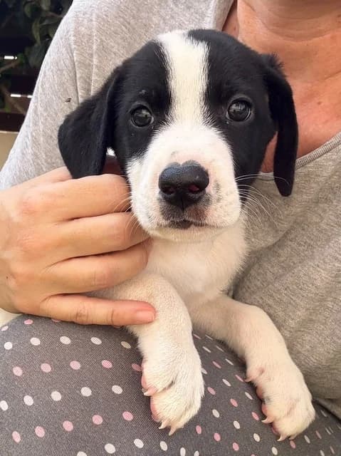Felipe, puppy Mixed Breed for adoption at Hundeliebe Grenzenlos e.V.
