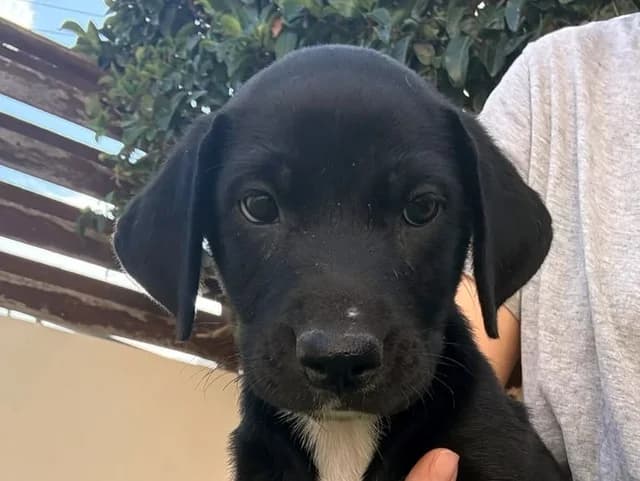 Fidel, puppy Mixed Breed for adoption at Hundeliebe Grenzenlos e.V.