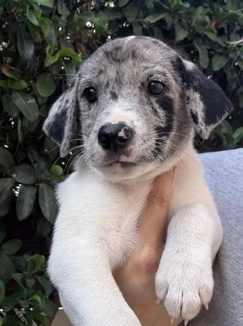Fiebi, puppy Mixed Breed for adoption at Hundeliebe Grenzenlos e.V.