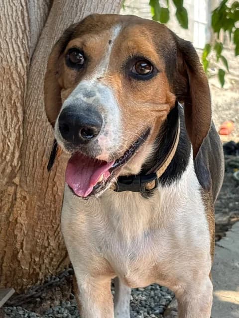 Freddy, young Mixed Breed for adoption at Hundeliebe Grenzenlos e.V.