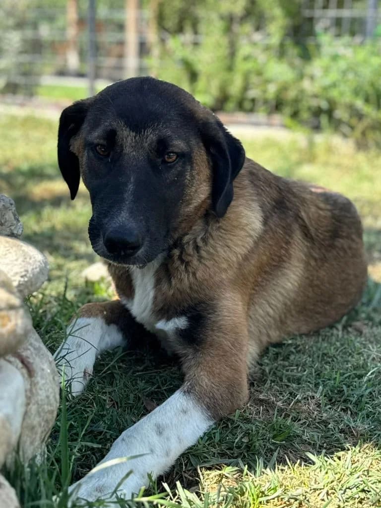 Fregio, puppy Mixed Breed for adoption at Hundeliebe Grenzenlos e.V.