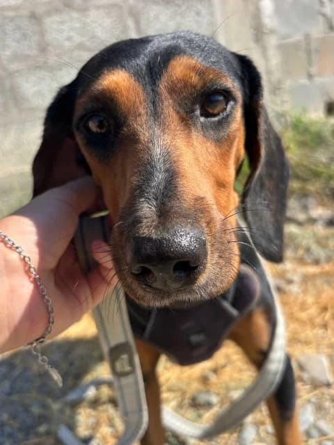 Gierda, senior Mixed Breed for adoption at Hundeliebe Grenzenlos e.V.