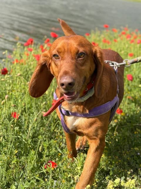 Ginger, Mixed Breed for adoption at Hundeliebe Grenzenlos e.V.