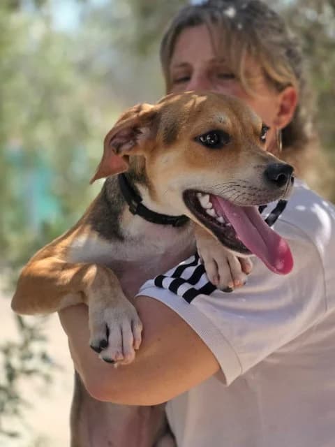 Gino, Mixed Breed for adoption at Hundeliebe Grenzenlos e.V.