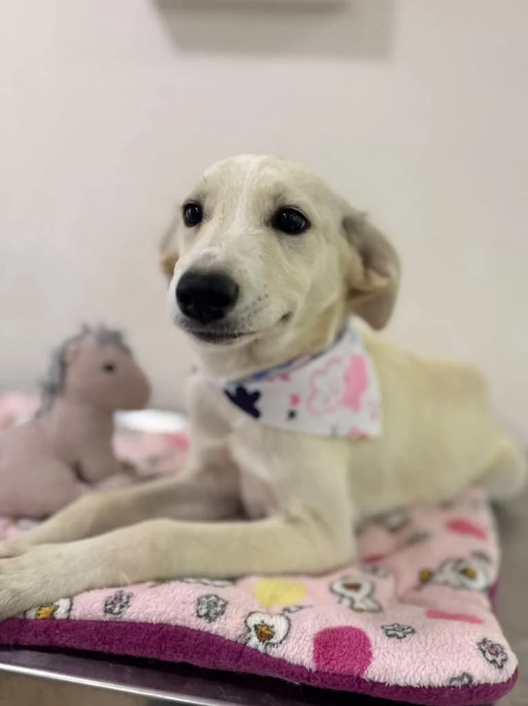 Heidi, Mixed Breed for adoption at Hundeliebe Grenzenlos e.V.