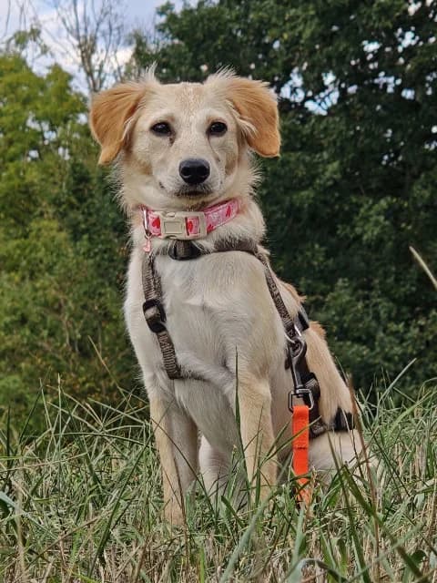 Holly, puppy Mixed Breed for adoption at Hundeliebe Grenzenlos e.V.